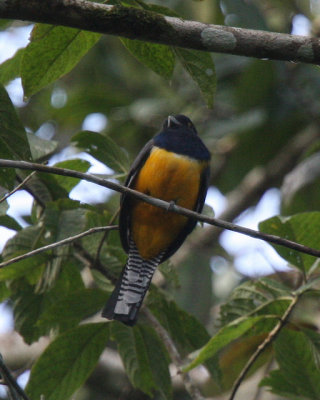 Violaceous Trogon