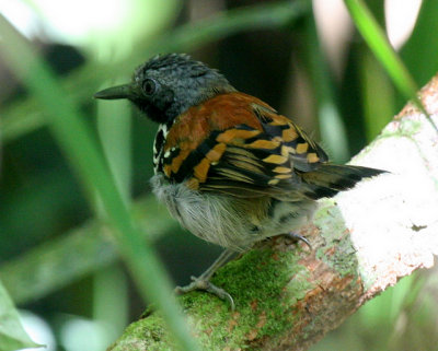 Spotted Antbird