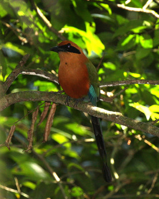 Rufous Motmot