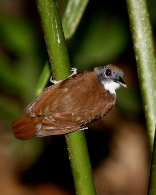 Bicolored Antbird