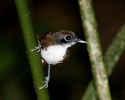 Bicolored Antbird