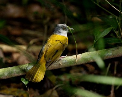 Gray-headed Tanager