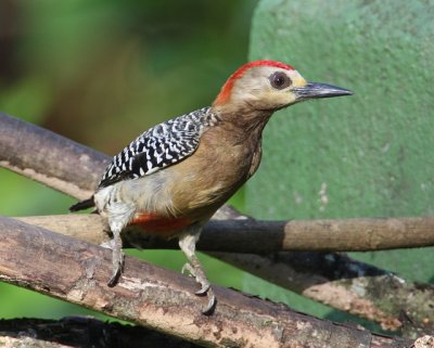 Red-crowned Woodpecker