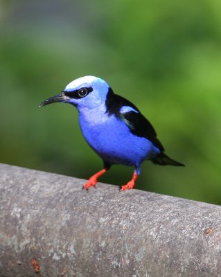 Red-legged Honeycreeper