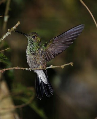 White-vented Plumeleteer