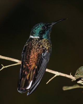 White-necked Jacobin