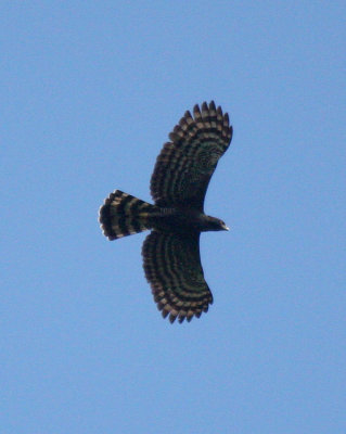Black Hawk-eagle 