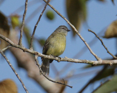 Yellow-crowned Tyranulet