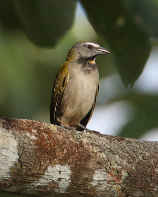 Buff-throated Saltator