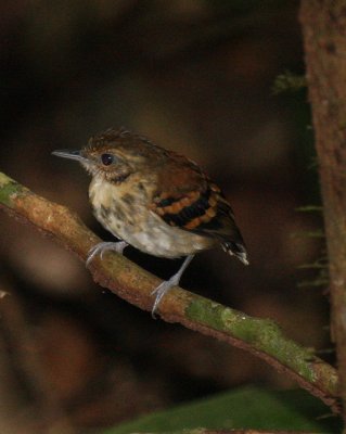 Spotted Antbird (fem.)