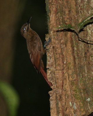 Plain-brown Woodcreeper