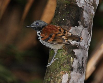 Spotted Antbird