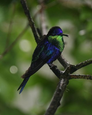 Purple-crowned Woodnymph