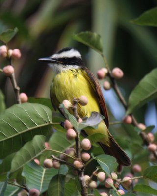 Lesser Kiskadee