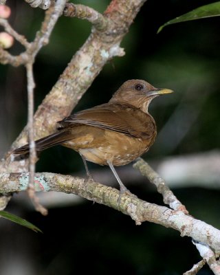 Clay-colored Robin