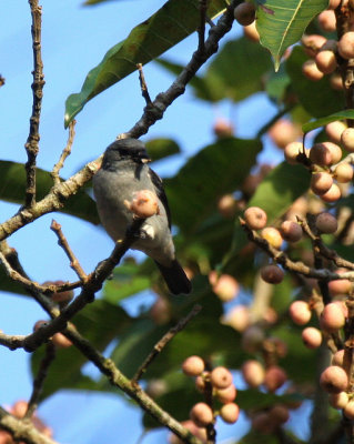 Plain-colored Tanager