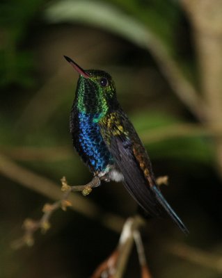 Violet-bellied Hummingbird