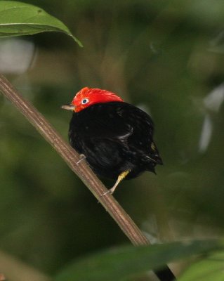 Red-capped Manakin