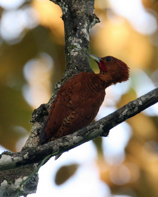 Cinnamon Woodpecker