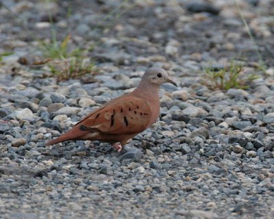 Ruddy Ground-dove