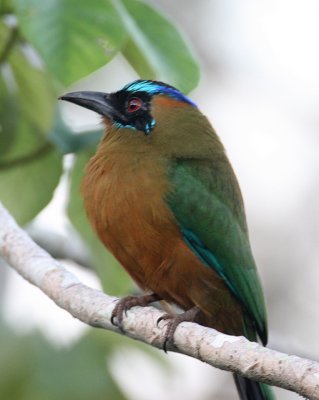 Blue-crowned Motmot