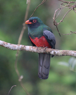 Slaty-tailed Trogon