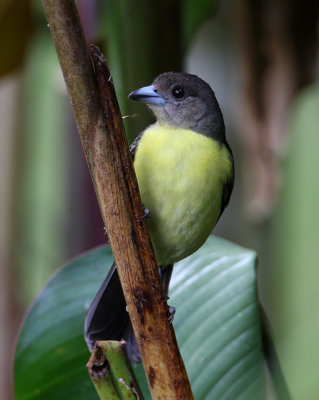 Flame-rumped Tanager (fem.)