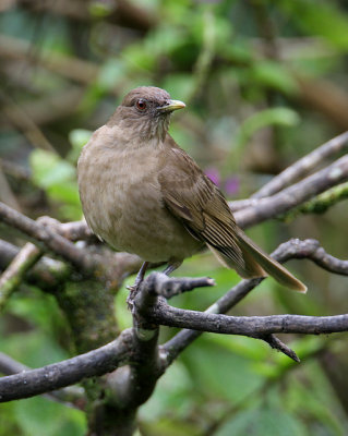 Clay-colored Robin