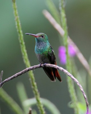 Rufous-tailed Hummingbird