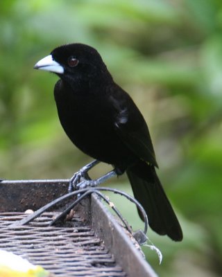 Flame-rumped Tanager