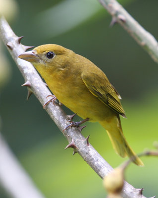 Summer Tanager