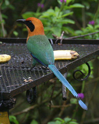 Rufous Motmot