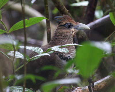 Rufous-vented Ground-cuckoo