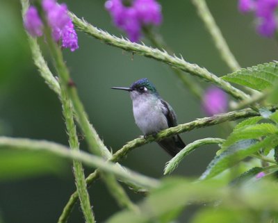 Violet-headed Hummingbird