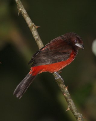 Crimsom-backed Tanager