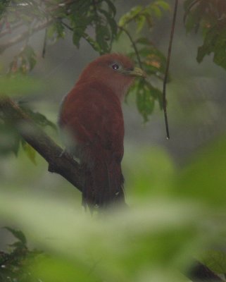 Squirrel Cuckoo