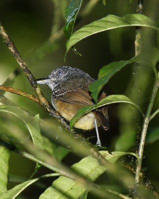 Spot-crowned Ant-vireo