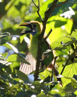 Blue-throated Toucanet