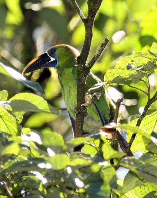 Blue-throated Toucanet