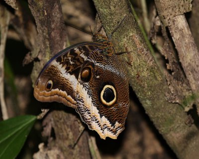 Owl Butterfly