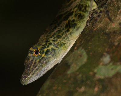 Arboreal Lizzard