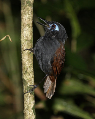 Chestnut-backed Antbird