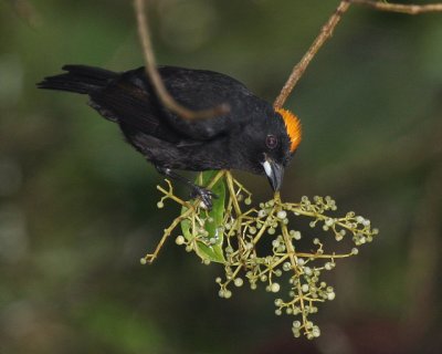 Tawny-crested Tanager