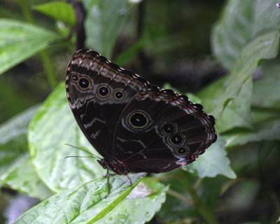 Morpho Butterfly