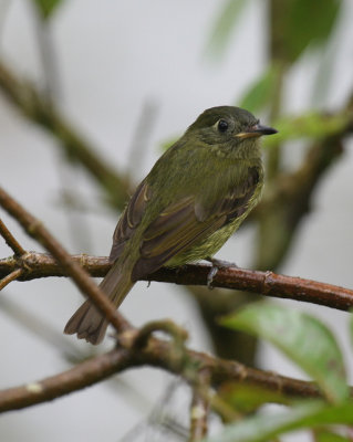 Olive-striped Flycatcher