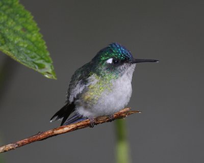 Violet-headed Hummingbird