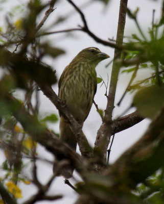 Streaked Saltator