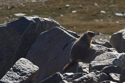 Marmot!