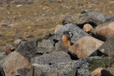 Marmot