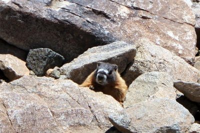 Marmot
